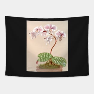 Phalaenopsis schilleriana - botanical illustration Tapestry