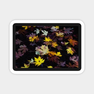 Fall Maple Leaves Magnet