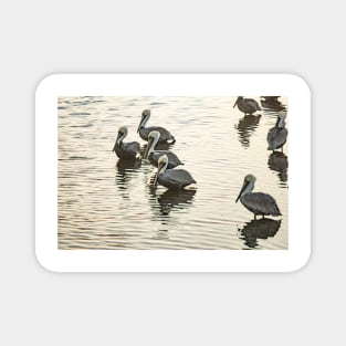 Group of Brown Pelicans Magnet