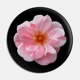 wonderful pink rose, roses, bloom, nature Pin