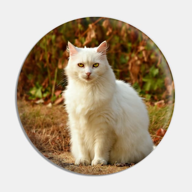 white cat Pin by othmane4