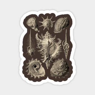 Ernst Haeckel Prosobranchia Sea Shells Magnet