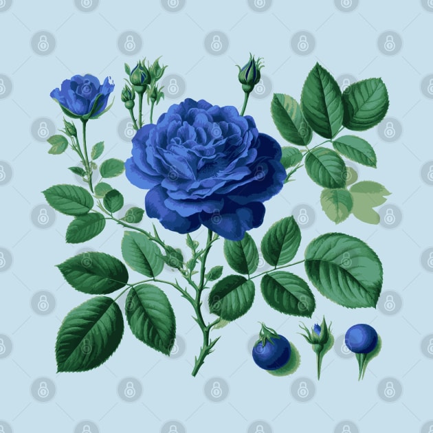 Blue rose by byb