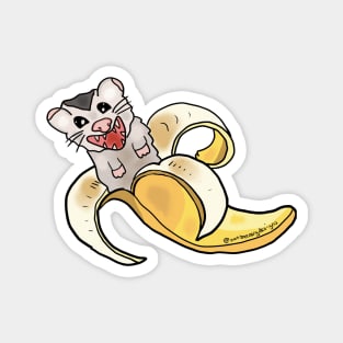 Opossum In A Banana Magnet