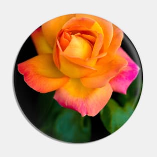 A Beautiful Arundel Rose Pin