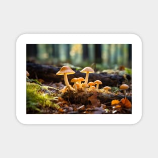 Mushroom Forest Nature Serene Tranquil Magnet