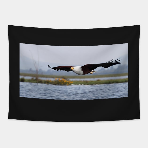 Africa Fish Eagle Swoops, Lake Naivasha, Kenya Tapestry by Carole-Anne