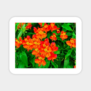 Vibrant Orange flowers summer pattern Magnet