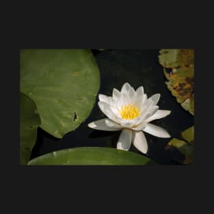 Beautiful white waterlily in the Danube Delta, Romania, on summer day T-Shirt