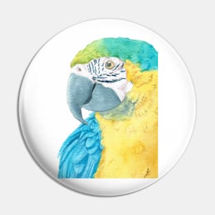 blue and gold macaw - watercolor parrot portrait Pin