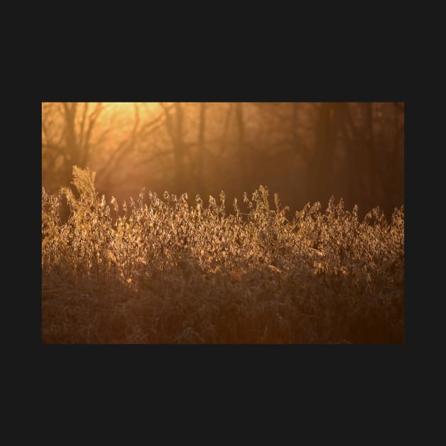 Golden Soybean Field by A Thousand Words Photography