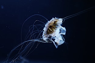 Jellyfish Magnet