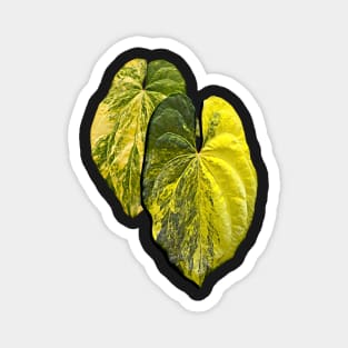 ANTHURIUM ACE OF SPADES VARIEGATED Magnet