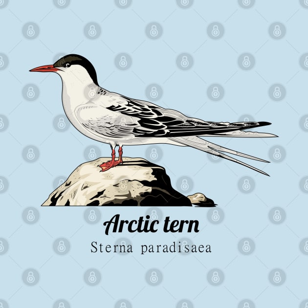 Arctic tern by Frajtgorski