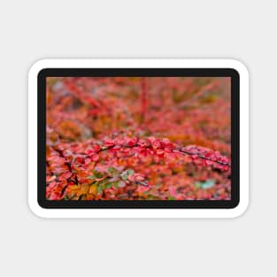 Autumn background of barberry bush leaves Magnet