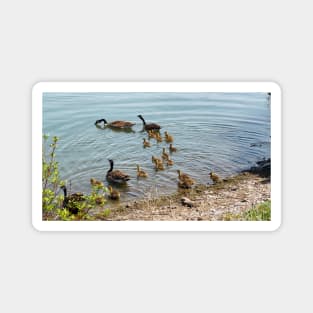 Canada Goose Family Heading To The Water Magnet