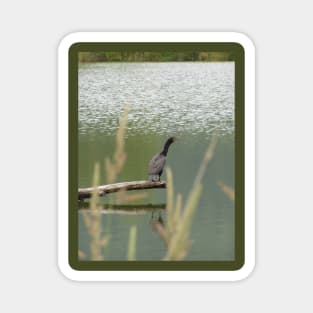 Double Crested Cormorant #2 Magnet