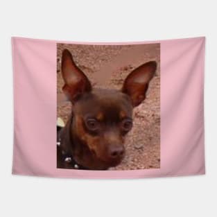 miniature pinscher chocolate and tan Tapestry