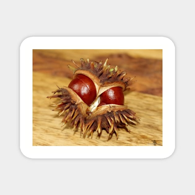 horse chestnut - conker Magnet by Simon-dell