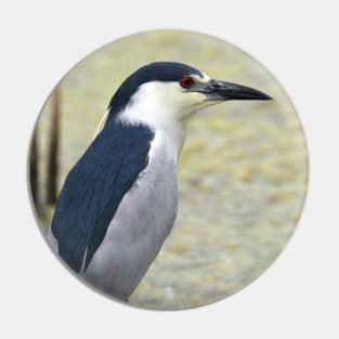 Black Capped Night Heron Pin