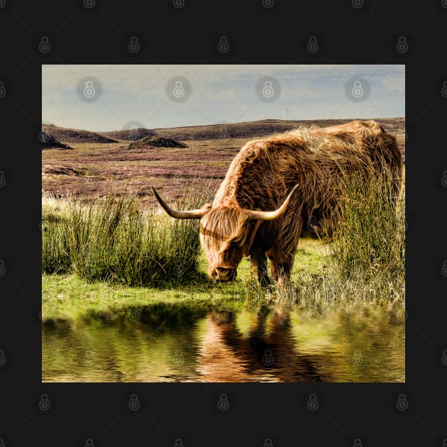 Highland Cow by dhphotography