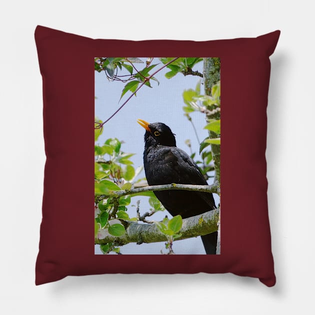 Merle - blackbird   01 (c)(h) by Olao-Olavia / Okaio Créations panasonic fz 200 (1200 mm) mai 2013 Pillow by caillaudolivier