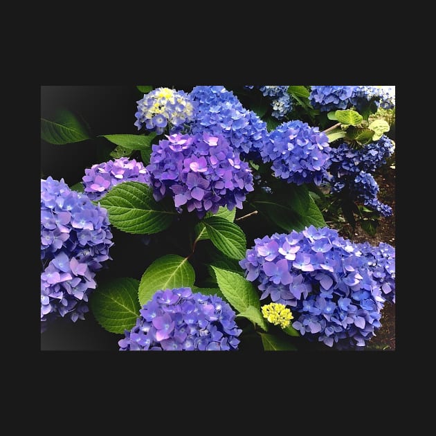 Hydrangea explosion by Dillyzip1202