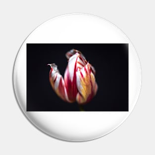 Striped red and yellow tulip Pin