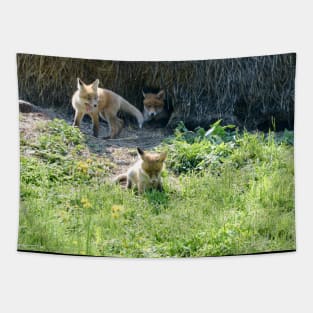 Baby fox Tapestry