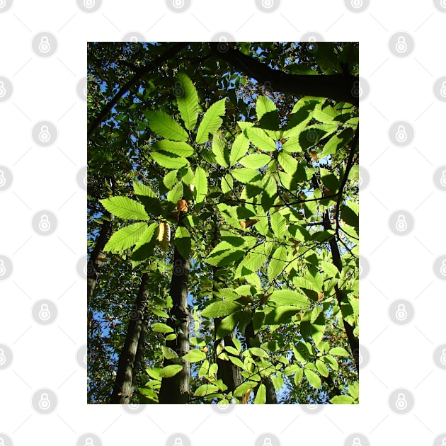 Sweet Chestnut Leaves by Chris Petty