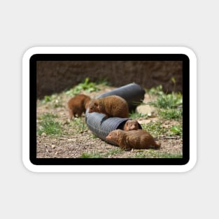 Mongoose Family Magnet