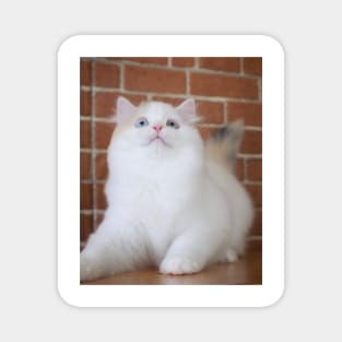 The little white cute cats Magnet