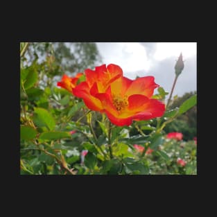 Red and yellow rose T-Shirt