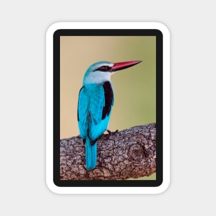 Woodland Kingfisher, South Africa Magnet