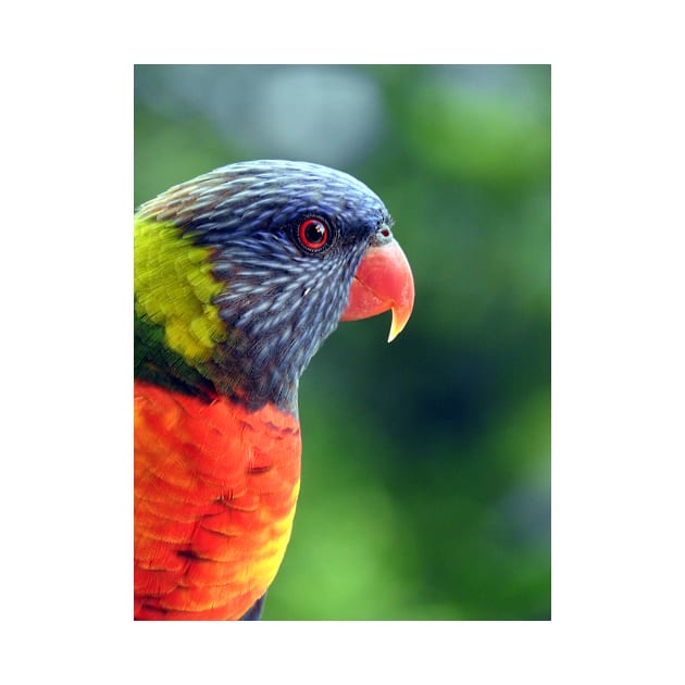 Rainbow Lorikeet by kirstybush