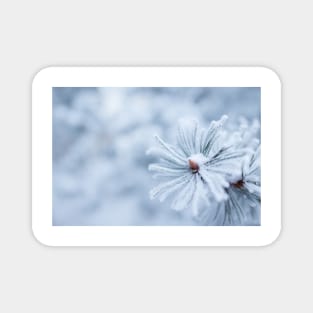 Hoarfrost on conifer tree needles Magnet