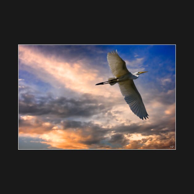 A White Egret Flies Off Under An Evening Sky by Chris Lord