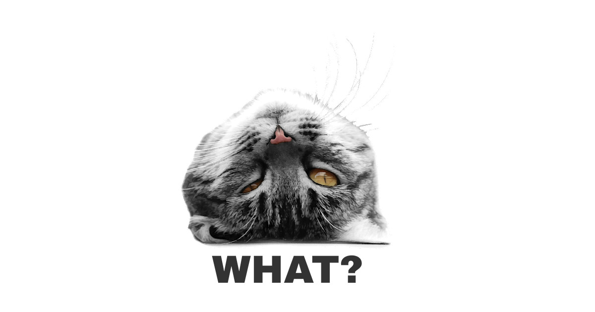 Funny Cat On Its Back Funny Cat T Shirt Teepublic