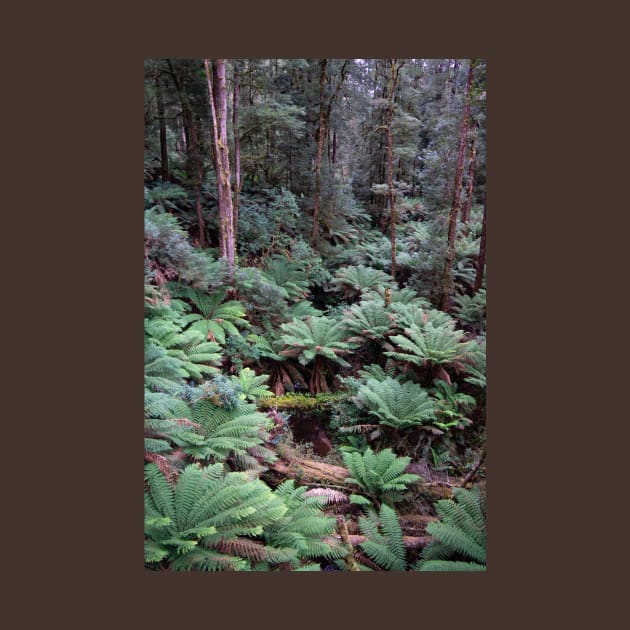 Tree ferns on forest floor. by sma1050