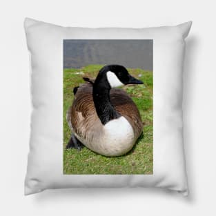 Canada Goose Canadian Geese Wild Bird Pillow