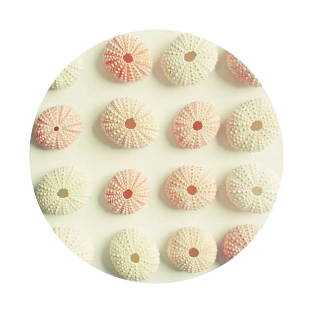 Sea Urchin Collection by Cassia