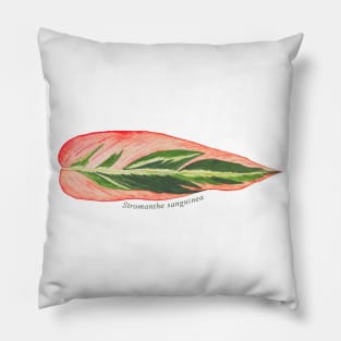 Stromanthe Sanguinea | Plant Pillow