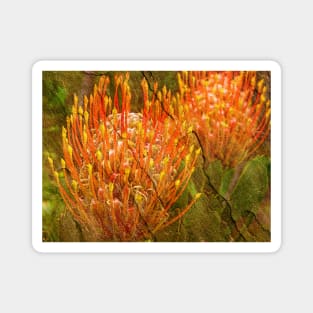 Protea Magnet