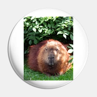 Capybara Pin