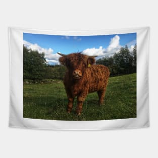 Scottish Highland Cattle Calf 2111 Tapestry