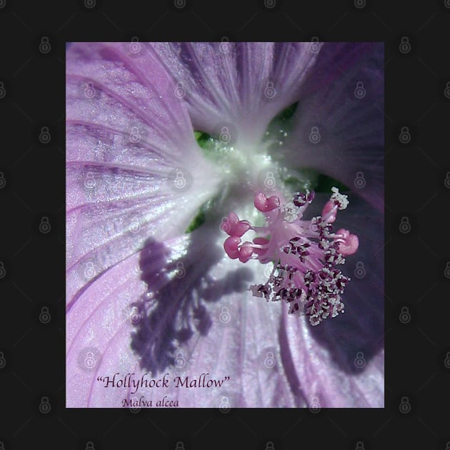 Hollyhock - Super Macro by AlienVisitor