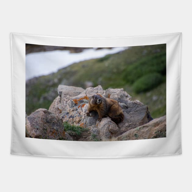 Marmot on Rock 2 Tapestry by photosbyalexis