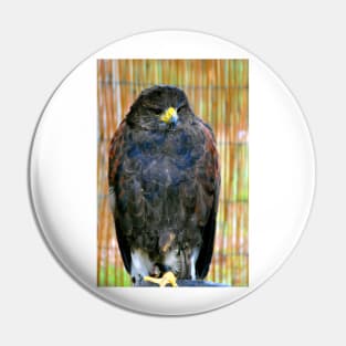 Harris Hawk Bird Of Prey Pin