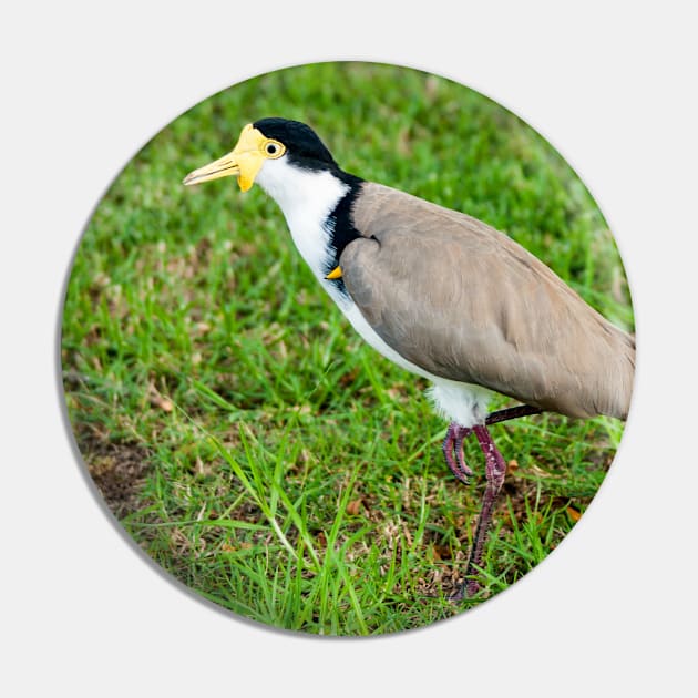 Australian Masked Lapwing (Plover) Pin by Upbeat Traveler