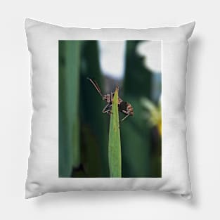 THE PANASONIC FZ 200 PAR OKAIO CREATION Pillow